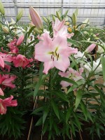 [4182 Prescott VH No01.JPG]